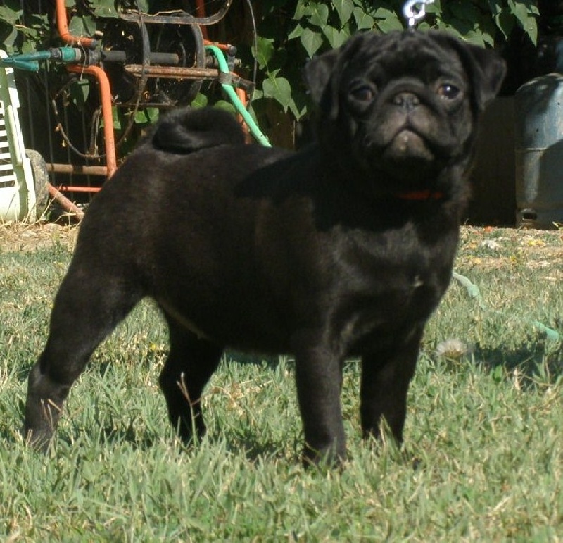 Holala black du Mas Black Jack for Ever